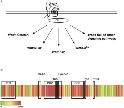 Dishevelled Paralogs in Vertebrate Development: Redundant or Distinct?